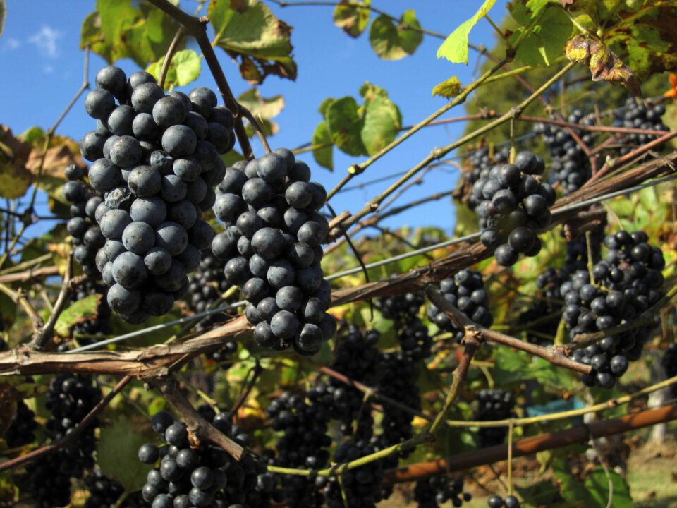 Norton grapes - Rassawek vineyard