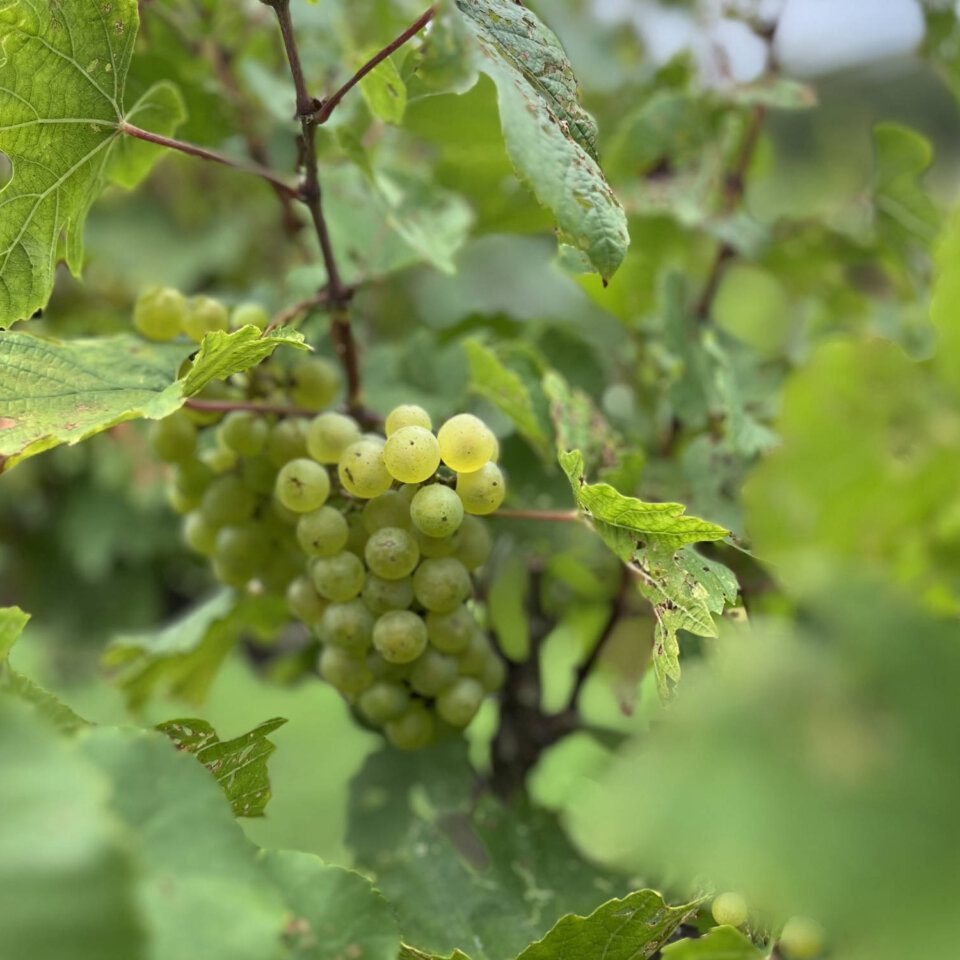 Vidal blanc grapes